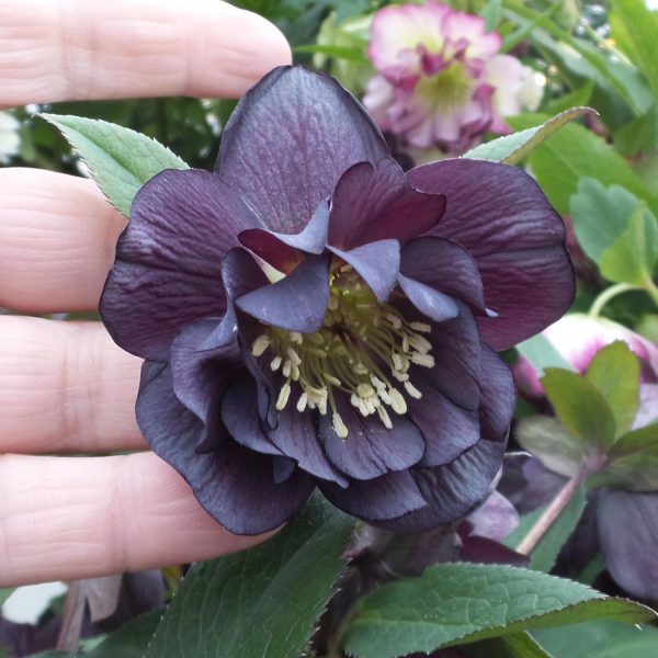 HELLEBORUS WEDDING PARTY DARK AND HANDSOME LENTEN ROSE