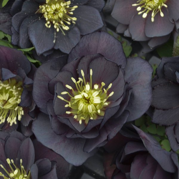 HELLEBORUS WEDDING PARTY DARK AND HANDSOME LENTEN ROSE