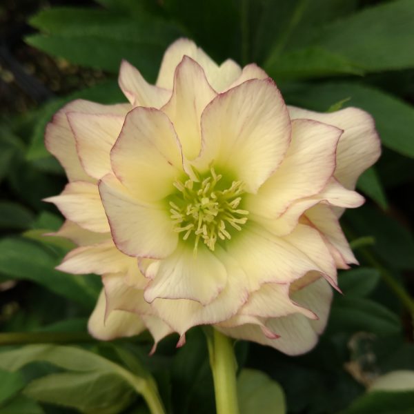 HELLEBORUS WEDDING PARTY FIRST DANCE LENTEN ROSE