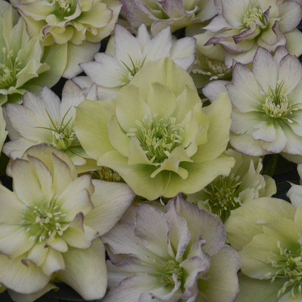 HELLEBORUS WEDDING PARTY FIRST DANCE LENTEN ROSE