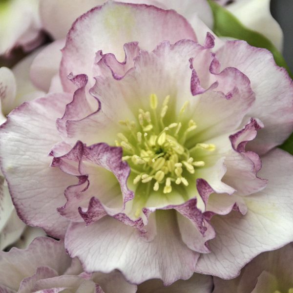 HELLEBORUS WEDDING PARTY FLOWER GIRL LENTEN ROSE