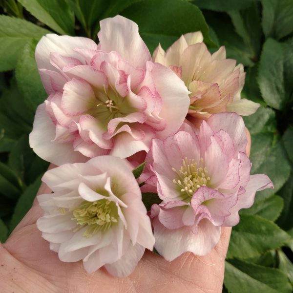 HELLEBORUS WEDDING PARTY FLOWER GIRL LENTEN ROSE