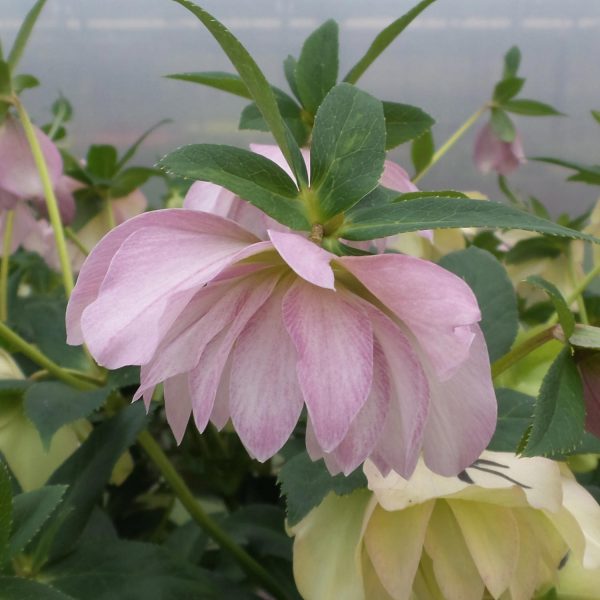 HELLEBORUS WEDDING PARTY FLOWER GIRL LENTEN ROSE