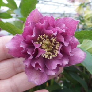 HELLEBORUS WEDDING PARTY MAID OF HONOR LENTEN ROSE