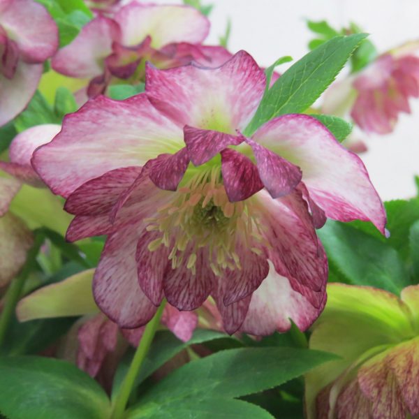 HELLEBORUS WEDDING PARTY MAID OF HONOR LENTEN ROSE