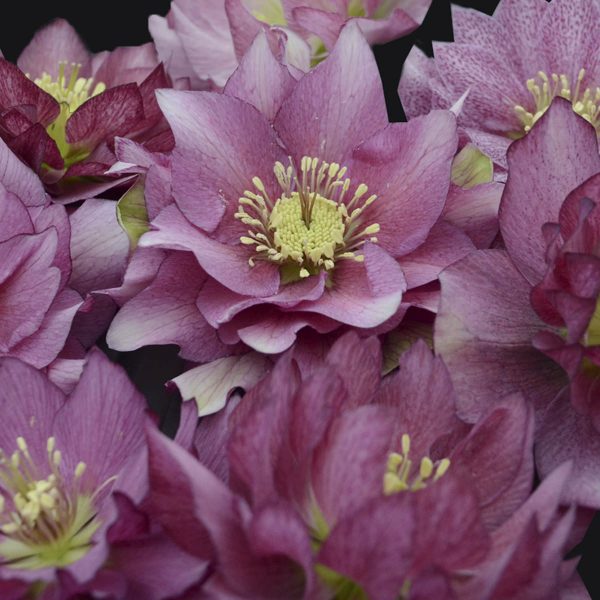 HELLEBORUS WEDDING PARTY MAID OF HONOR LENTEN ROSE