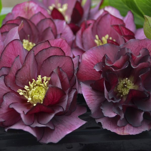 HELLEBORUS WEDDING PARTY TRUE LOVE LENTEN ROSE