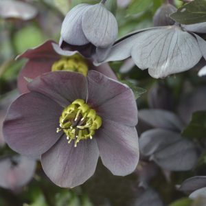 HELLEBORUS WEDDING PARTY VEGAS NIGHTS LENTEN ROSE