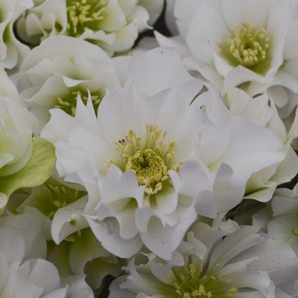 HELLEBORUS WEDDING PARTY WEDDING BELLS LENTEN ROSE