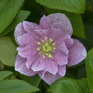 HELLEBORUS WEDDING PARTY WEDDING CRASHER LENTEN ROSE