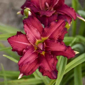 HEMEROCALLIS DOUBLE PARDON ME DAYLILY