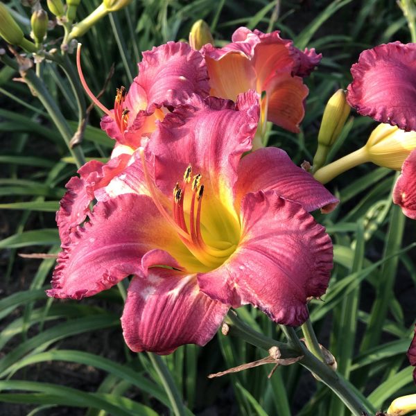 HEMEROCALLIS EARLYBIRD CARDINAL DAYLILY