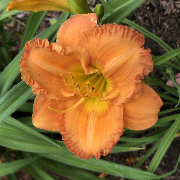 HEMEROCALLIS EARLYBIRD ORIOLE DAYLILY