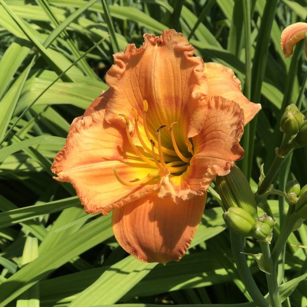 HEMEROCALLIS EARLYBIRD ORIOLE DAYLILY