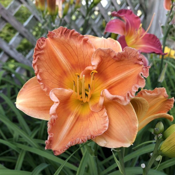 HEMEROCALLIS EARLYBIRD ORIOLE DAYLILY