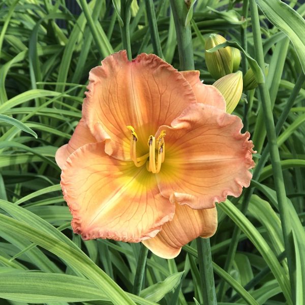 HEMEROCALLIS EARLYBIRD ORIOLE DAYLILY