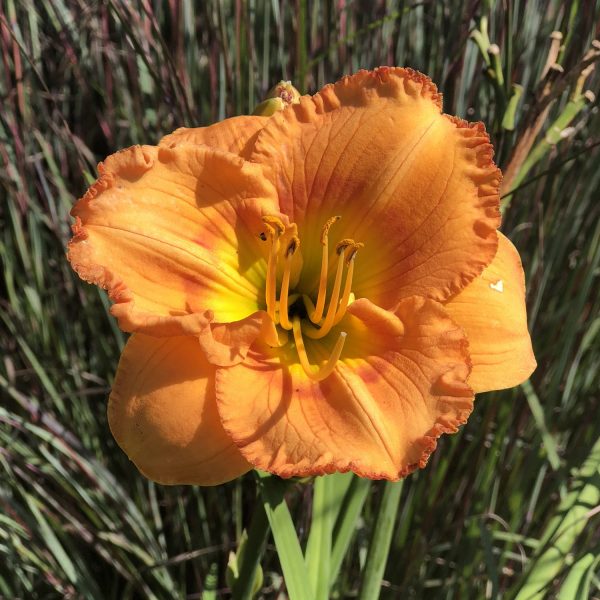 HEMEROCALLIS EARLYBIRD ORIOLE DAYLILY