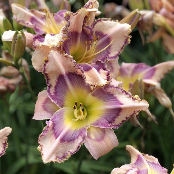 HEMEROCALLIS HANDWRITING ON THE WALL