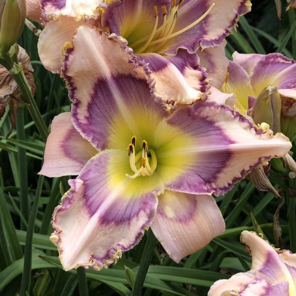 HEMEROCALLIS HANDWRITING ON THE WALL