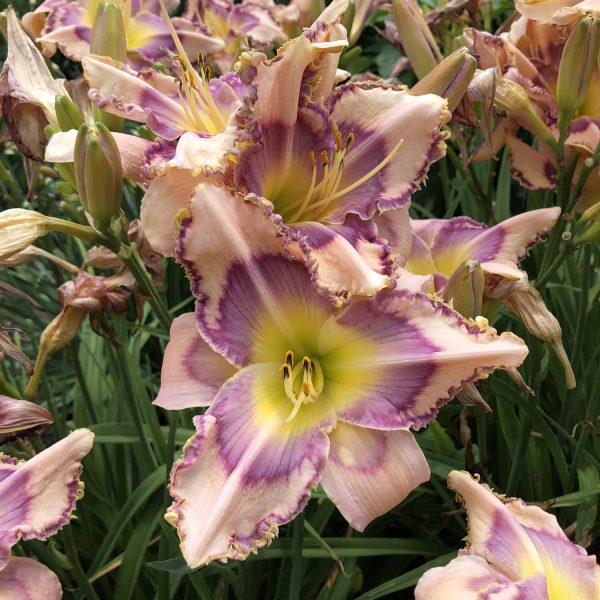 HEMEROCALLIS HANDWRITING ON THE WALL