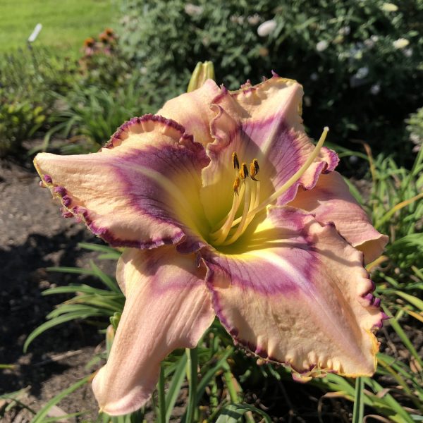 HEMEROCALLIS HANDWRITING ON THE WALL