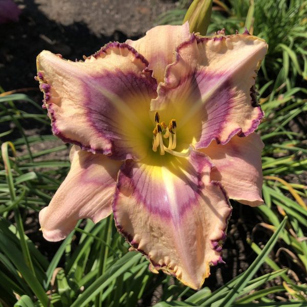 HEMEROCALLIS HANDWRITING ON THE WALL