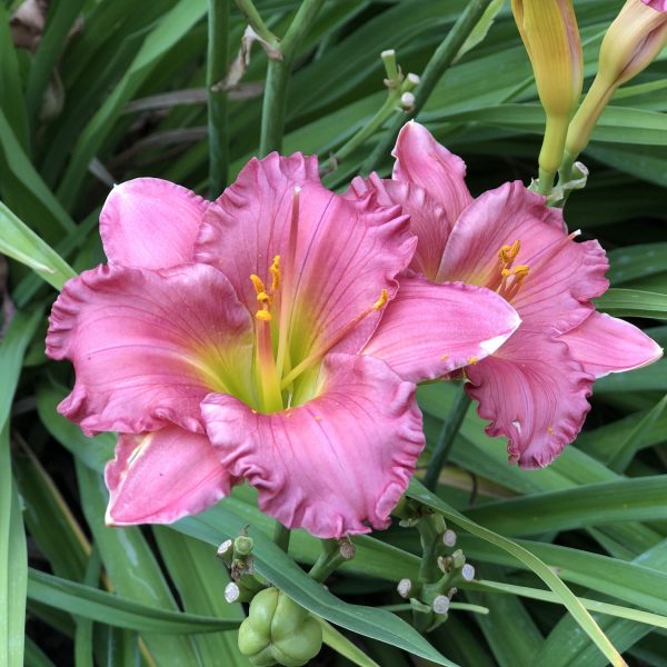 HEMEROCALLIS HAPPY EVER APPSTER PASSIONATE RETURNS DAYLILY