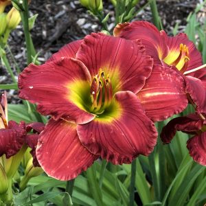 HEMEROCALLIS HAPPY EVER APPSTER RED HOT RETURNS DAYLILY