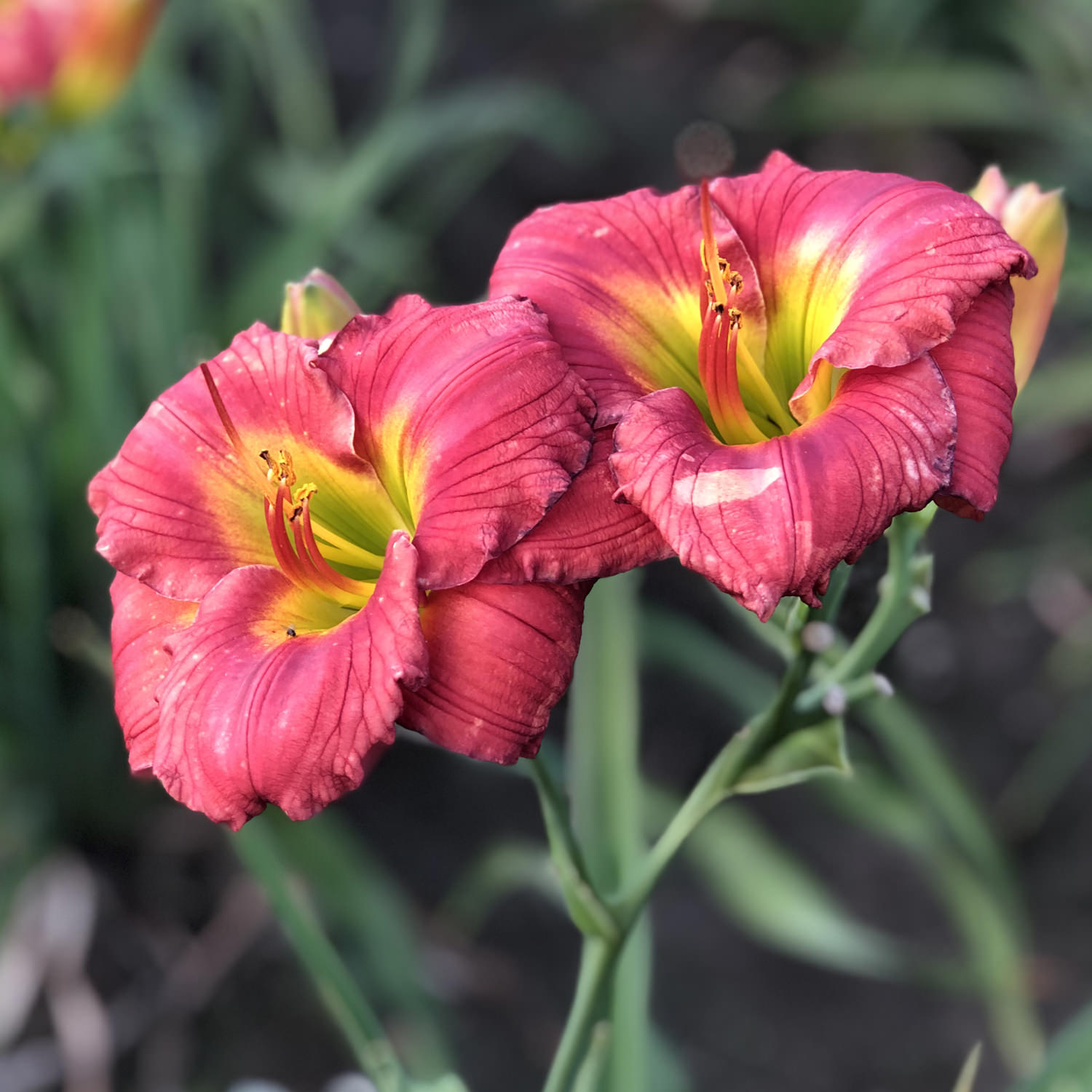 HEMEROCALLIS HAPPY EVER APPSTER RED HOT RETURNS DAYLILY
