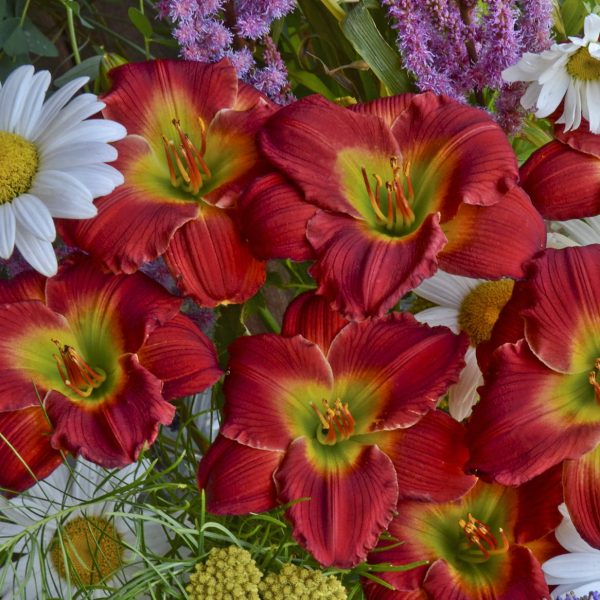 HEMEROCALLIS HAPPY EVER APPSTER RED HOT RETURNS DAYLILY