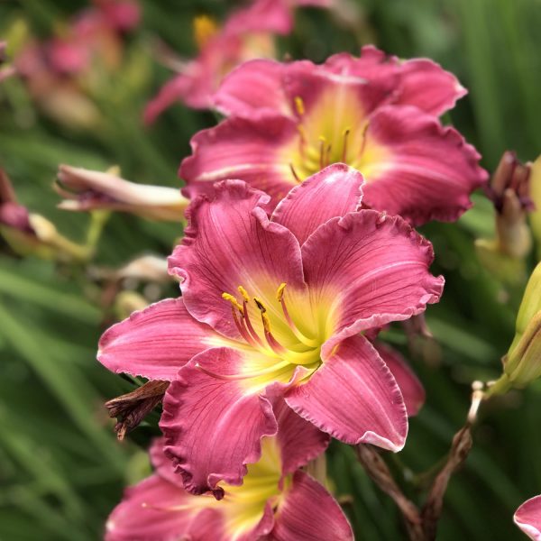 HEMEROCALLIS HAPPY EVER APPSTER ROMANTIC RETURNS DAYLILY