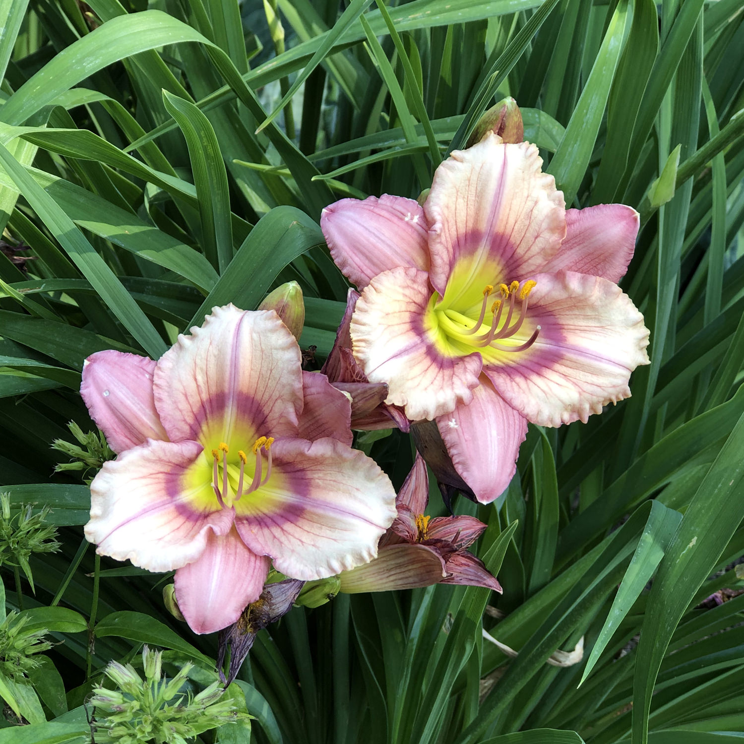 HEMEROCALLIS HAPPY EVER APPSTER STEPHANIE RETURNS DAYLILY