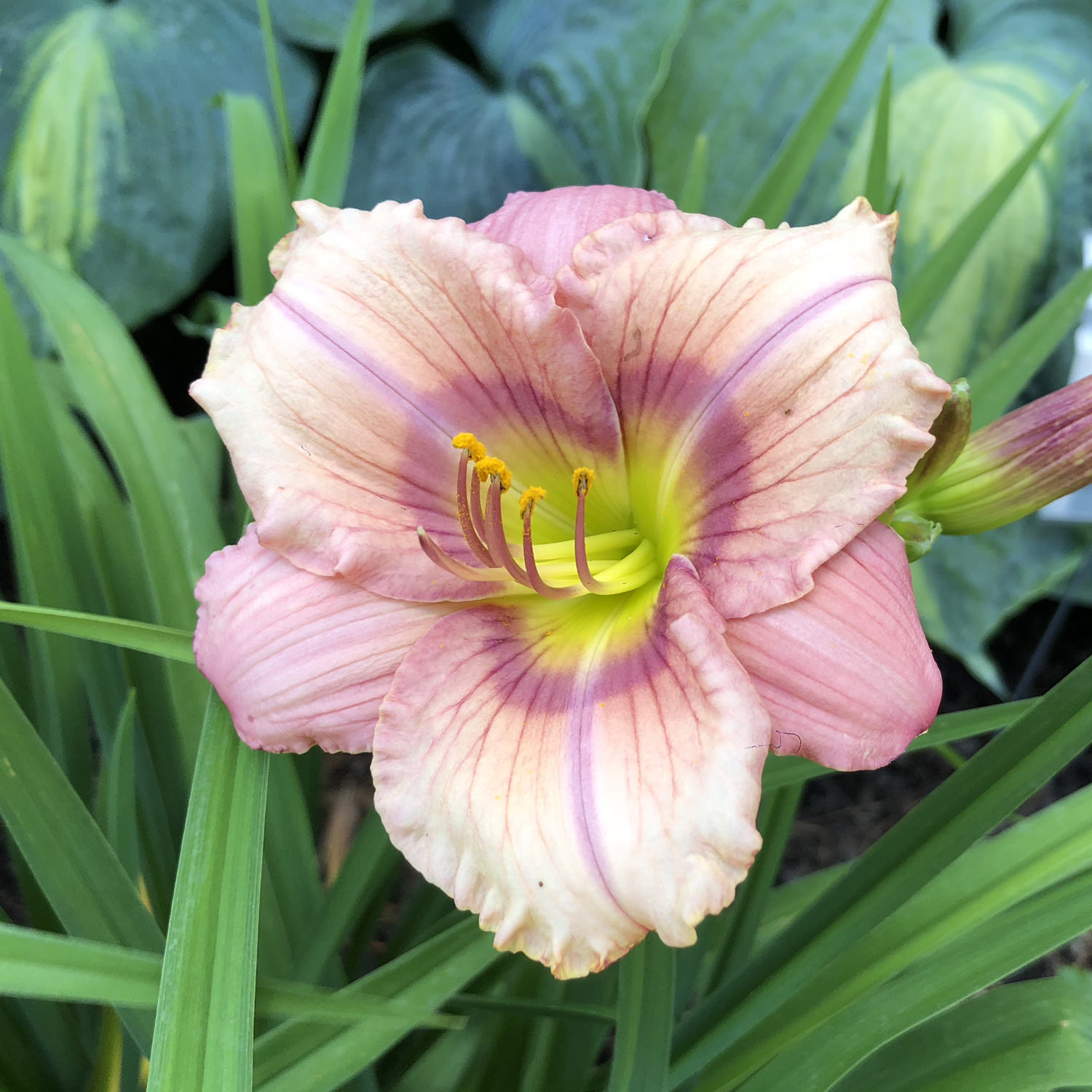 HEMEROCALLIS HAPPY EVER APPSTER STEPHANIE RETURNS DAYLILY