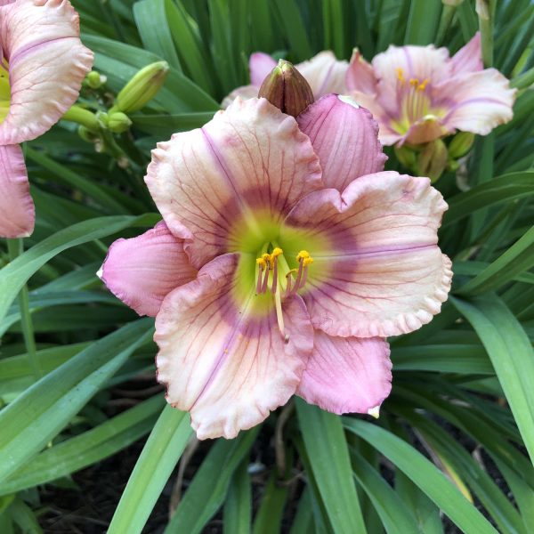 HEMEROCALLIS HAPPY EVER APPSTER STEPHANIE RETURNS DAYLILY