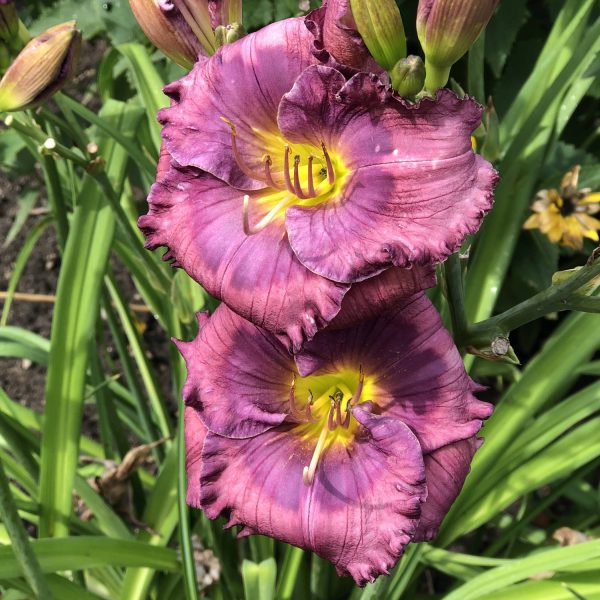 HEMEROCALLIS LAVENDER BLUE BABY DAYLILY