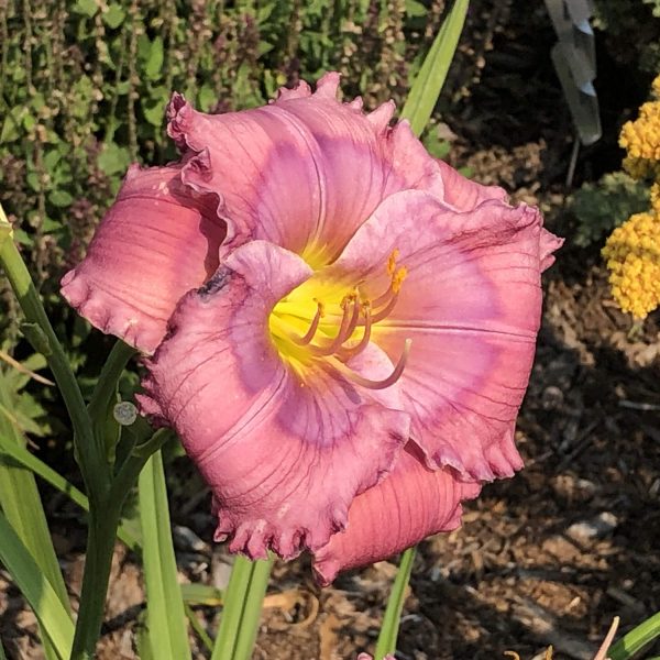 HEMEROCALLIS LAVENDER BLUE BABY DAYLILY