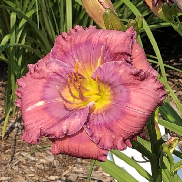 HEMEROCALLIS LAVENDER BLUE BABY DAYLILY