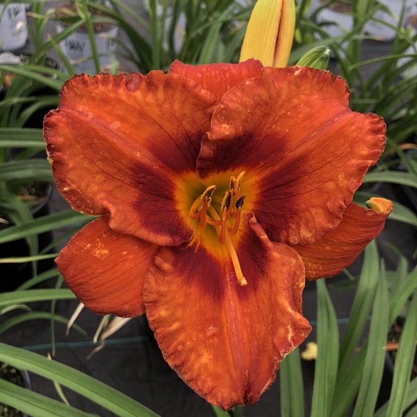 HEMEROCALLIS MIGHTY CHESTNUT DAYLILY