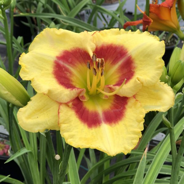 HEMEROCALLIS MONTERREY JACK DAYLILY