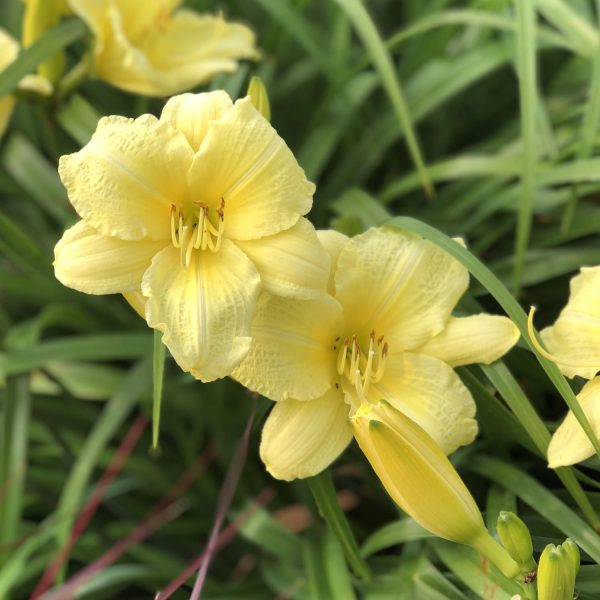 HEMEROCALLIS RAINBOW RHYTHM GOING BANANAS DAYLILY