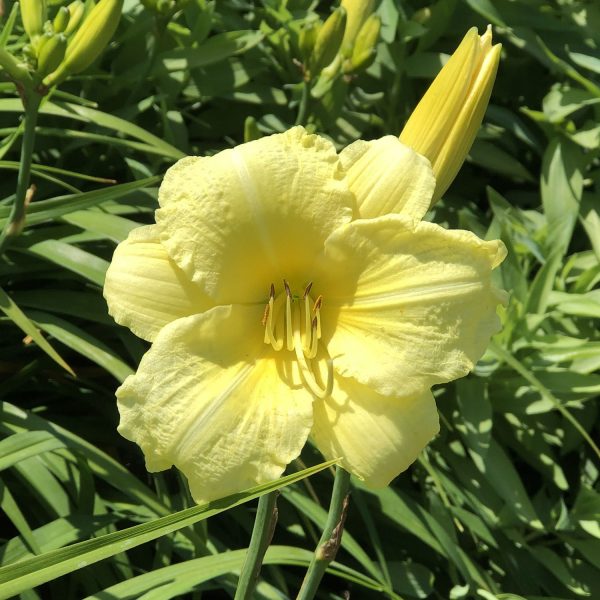 HEMEROCALLIS RAINBOW RHYTHM GOING BANANAS DAYLILY