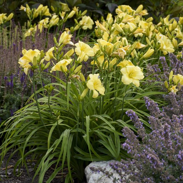 HEMEROCALLIS RAINBOW RHYTHM GOING BANANAS DAYLILY