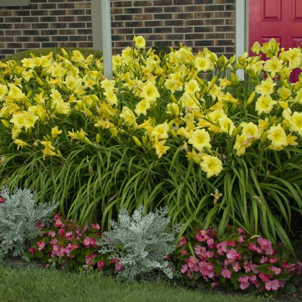 HEMEROCALLIS RAINBOW RHYTHM GOING BANANAS DAYLILY