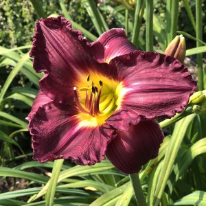 HEMEROCALLIS RAINBOW RHYTHM NOSFERATU DAYLILY