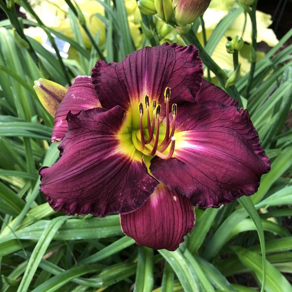 HEMEROCALLIS RAINBOW RHYTHM NOSFERATU DAYLILY