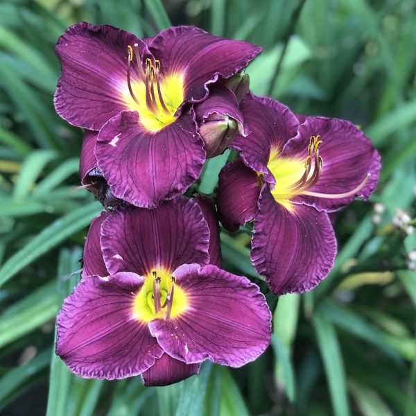 HEMEROCALLIS RAINBOW RHYTHM NOSFERATU DAYLILY