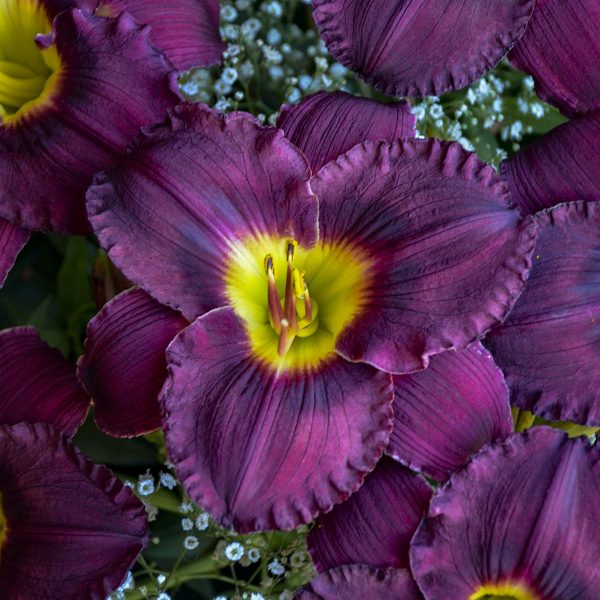 HEMEROCALLIS RAINBOW RHYTHM NOSFERATU DAYLILY