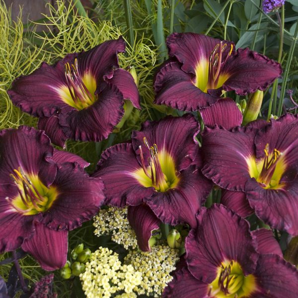 HEMEROCALLIS RAINBOW RHYTHM NOSFERATU DAYLILY