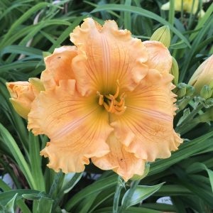 HEMEROCALLIS RAINBOW RHYTHM ORANGE SMOOTHIE DAYLILY