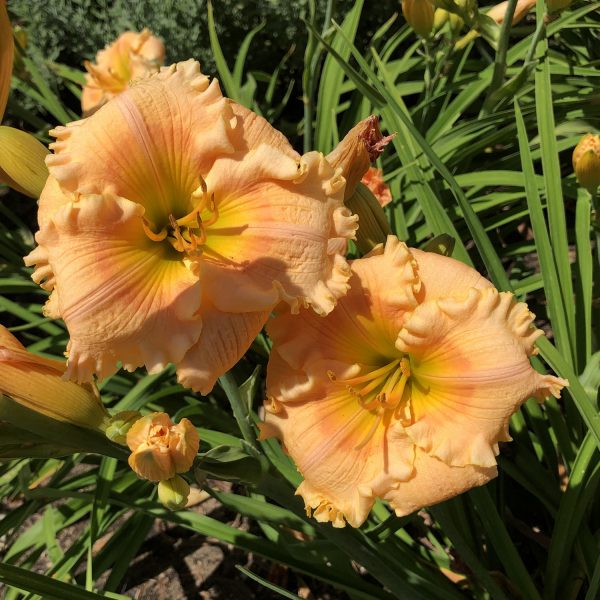 HEMEROCALLIS RAINBOW RHYTHM ORANGE SMOOTHIE DAYLILY